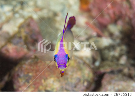 Akebono-nohase Akebono-nohase 26735513