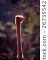Ostrich's long neck 26735542