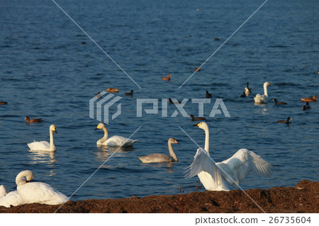 It is a swanshawan who swam to the beach of Lake Biwa. It is a swanshawan who swam to the beach of Lake Biwa. 26735604