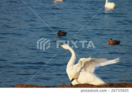It is a swan swan spreading feathers. It is a swan swan spreading feathers. 26735605