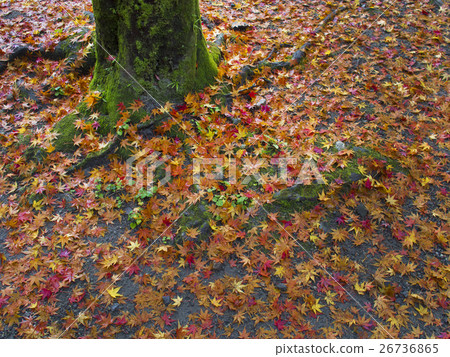 Carpet of autumn leaves 26736865