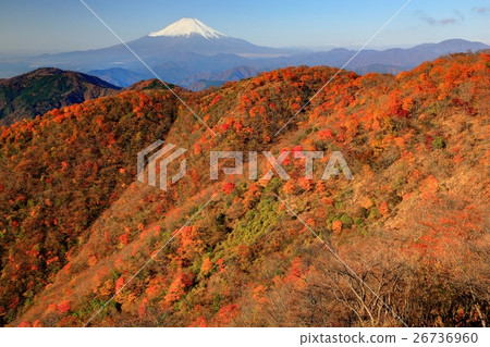 Nabe mountain and Mt. Fuji of Tanzawa · autumn leaves 26736960