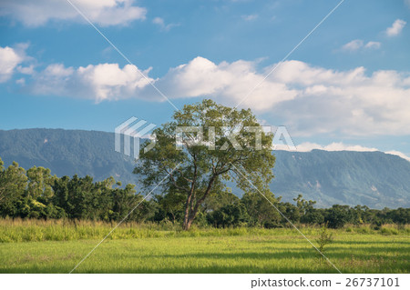 藍天草地 26737101