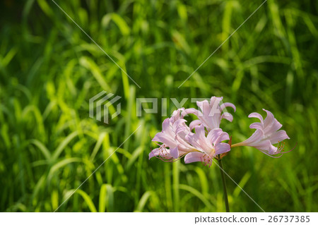 夏天的水仙花 26737385