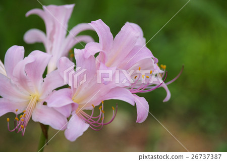 夏天的水仙花 26737387