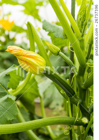 Zucchini flowers Zucchini flowers 26737396