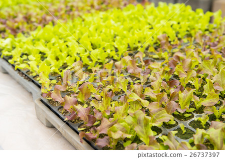 Green leaf seedlings Green leaf seedlings 26737397