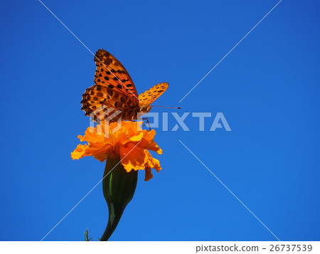 Flower of Tsugumo-gyoba (male) and manju-gik 26737539