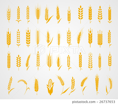 Ears of wheat bread symbols. Ears of wheat bread symbols. 26737653