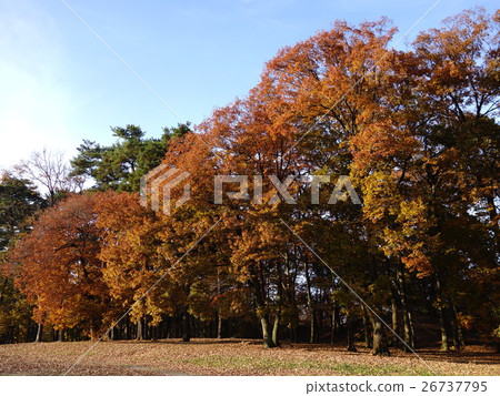 Autumn leaves of Omuro Park Autumn leaves of Omuro Park 26737795