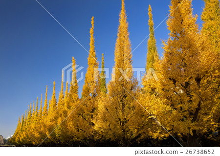 The ginkgo tree rower in the Jingu Gaien that got colored leaves 26738652