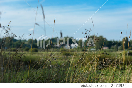 grass closeup against the sky and fields 26739293