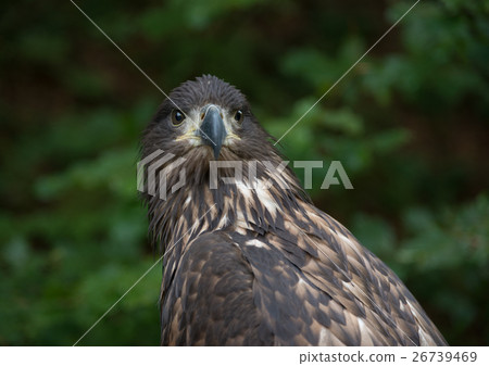 Tawny Eagle portrait 26739469