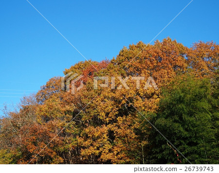 Satoyama's autumn leaves Satoyama's autumn leaves 26739743