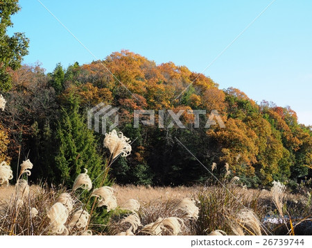Satoyama's autumn leaves Satoyama's autumn leaves 26739744