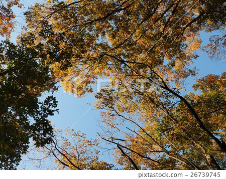 Autumn leaves of trees Autumn leaves of trees 26739745