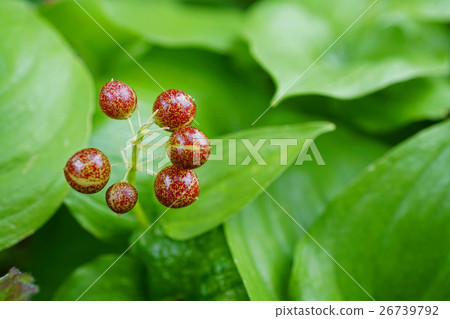 麥蔓越莓果實與美麗的斑駁圖案 26739792