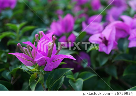 Bougainvillea, Bougainvillea (Bougain Villea) Bougainvillea, Bougainvillea (Bougain Villea) 26739954