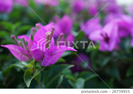 Bougainvillea, Bougainvillea (Bougain Villea) Bougainvillea, Bougainvillea (Bougain Villea) 26739955