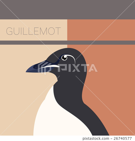 Guillemot  flat postcard 26740577