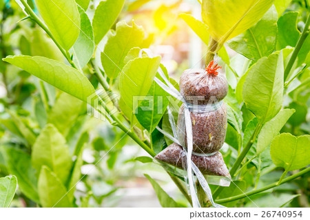 Plant Propagation Background 26740954