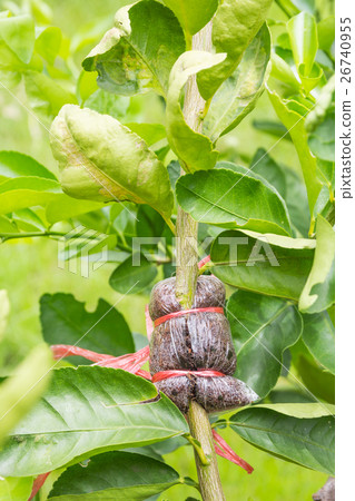 Plant Propagation Background Plant Propagation Background 26740955