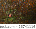 I found autumn. 26741116