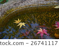 Autumn leaves floating in water 26741117