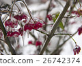 Plant in the ice. Frozen red flowers in winter 26742374