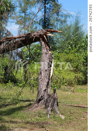 broken tree 26742393