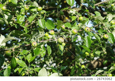 Green apples on the tree. 26743062