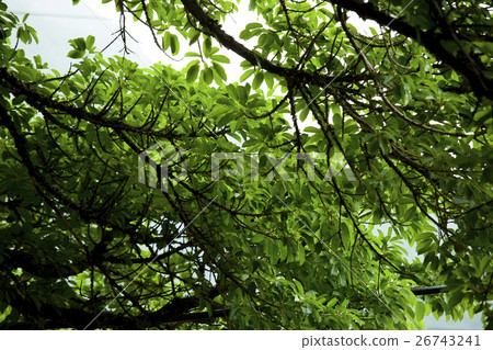 Taiwan, Siheyuan, Garden of the Big Tree, Taiwan, courtyard, large garden, Taiwan, Atrium Taiwan, Siheyuan, Garden of the Big Tree, Taiwan, courtyard, large garden, Taiwan, Atrium 26743241