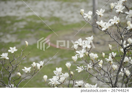 Kobushi flower Kobushi flower 26744824