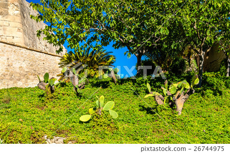 Opuntia cactus at Santa Barbara Castle in Alicante 26744975