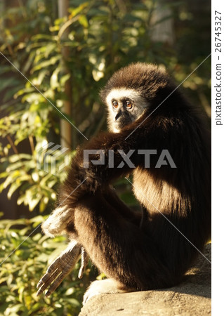 White-handed gibbon White-handed gibbon 26745327