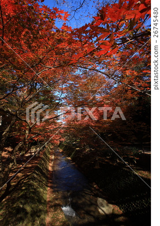 Autumn leaves of Kitano Tenman-gu Shrine Autumn leaves of Kitano Tenman-gu Shrine 26745480