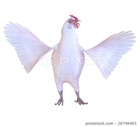 Chicken 26746465