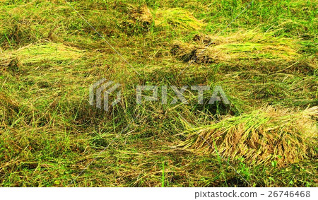 Harvest scenery of rice (Inada, Inagi, Rice dried) 26746468