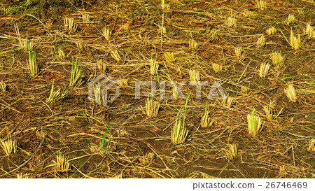 Harvest scenery of rice (Inada, Inagi, Rice dried) Harvest scenery of rice (Inada, Inagi, Rice dried) 26746469