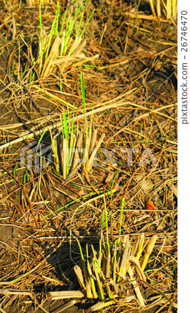 Harvest scenery of rice (Inada, Inagi, Rice dried) Harvest scenery of rice (Inada, Inagi, Rice dried) 26746470