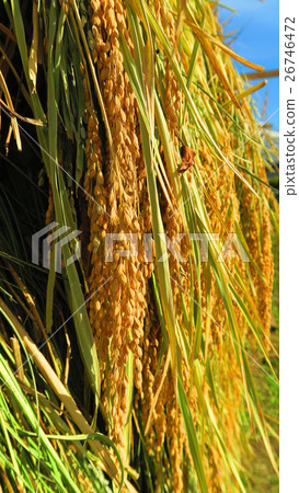 Harvest scenery of rice (Inada, Inagi, Rice dried) Harvest scenery of rice (Inada, Inagi, Rice dried) 26746472