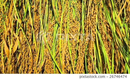 Harvest scenery of rice (Inada, Inagi, Rice dried) 26746474