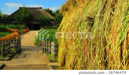 Harvest scenery of rice (Inada, Inagi, Rice dried) Harvest scenery of rice (Inada, Inagi, Rice dried) 26746479