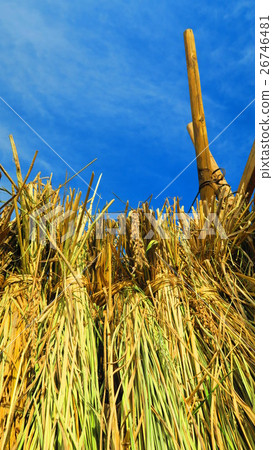 Harvest scenery of rice (Inada, Inagi, Rice dried) Harvest scenery of rice (Inada, Inagi, Rice dried) 26746481