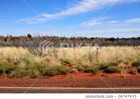 Native plants at Uluru, Alice Spring, Yulara Native plants at Uluru, Alice Spring, Yulara 26747435