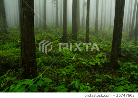 早上的森林 早上的森林 26747602