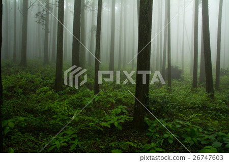 Morning forest Morning forest 26747603
