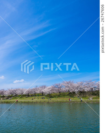 Shikigawa河防洪區擁擠的櫻花 Shikigawa河防洪區擁擠的櫻花 26747606
