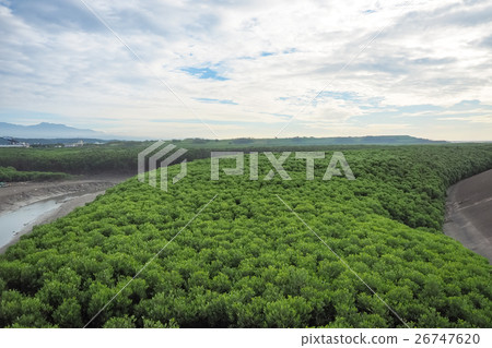 mangrove forest 26747620
