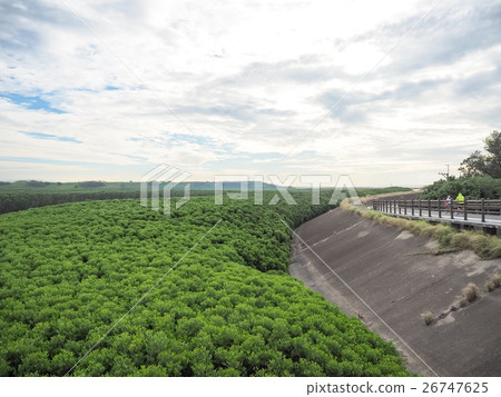 mangrove forest mangrove forest 26747625